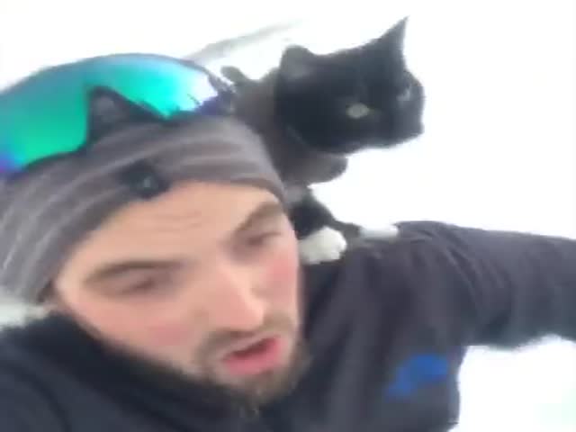 Cats Love Extreme Sports Too!