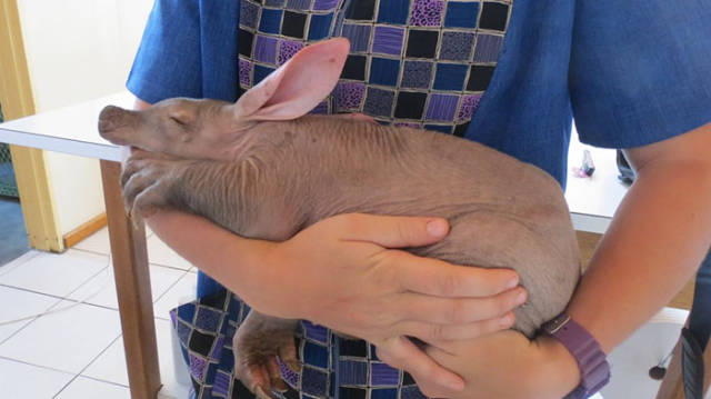 Namibian Truck Driver Saves A Baby Aardvark From Under His Truck And Finds Him A New Home