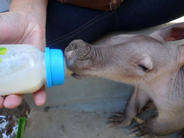 Namibian Truck Driver Saves A Baby Aardvark From Under His Truck And Finds Him A New Home