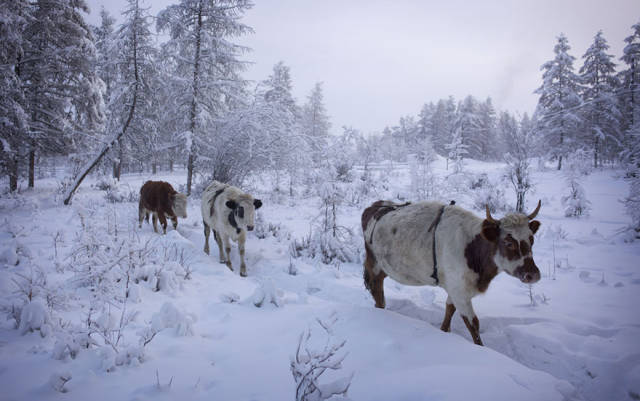 Photos Form The Coldest Village On Earth Where Temperature Can Reach −71.2 °C (−96 °F) But People Still Live There