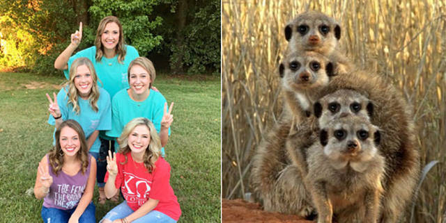 The Secret Of Sorority Girls’ Photos Is Revealed And Appears To Be Hailing From The Animal Kingdom! The Secret Of Sorority Girls’ Photos Is Revealed And Appears To Be Hailing From The Animal Kingdom!