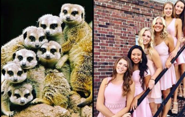 The Secret Of Sorority Girls’ Photos Is Revealed And Appears To Be Hailing From The Animal Kingdom!