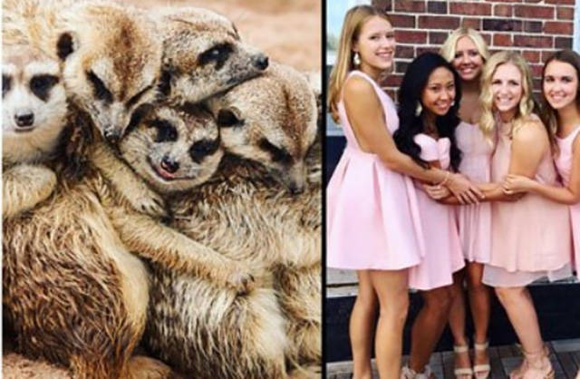 The Secret Of Sorority Girls’ Photos Is Revealed And Appears To Be Hailing From The Animal Kingdom!