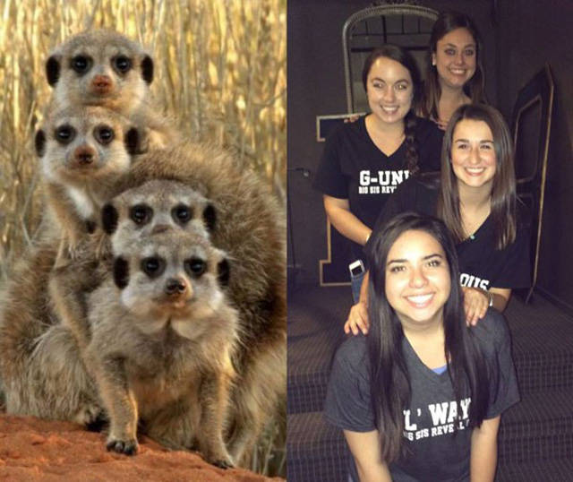 The Secret Of Sorority Girls’ Photos Is Revealed And Appears To Be Hailing From The Animal Kingdom! The Secret Of Sorority Girls’ Photos Is Revealed And Appears To Be Hailing From The Animal Kingdom!