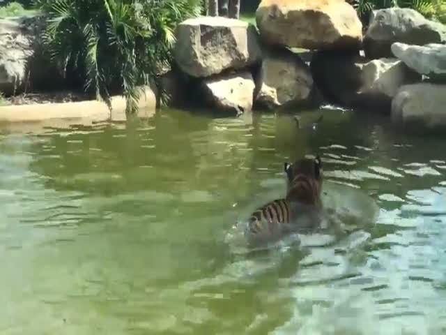 The Battle Of Titans – The Tiger Vs. The Duck